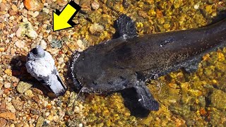 El apetito voraz del bagre | Animales que pueden comer mas de lo que parece