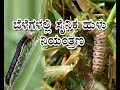 Management of Army Worms-ಬೆಳೆಗಳಲ್ಲಿ ಸೈನಿಕ ಹುಳು ನಿಯಂತ್ರಣ