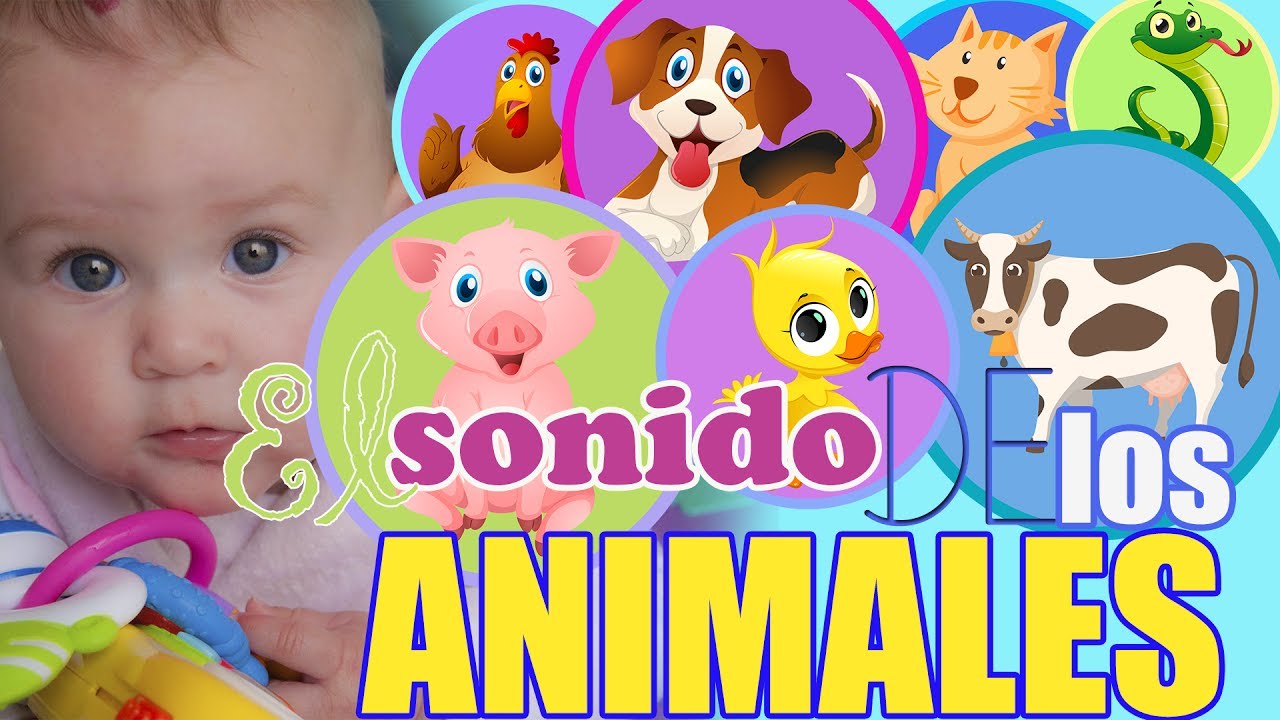 Posada tienda de comestibles Tiempo de día Sonidos de Animales para bebes 🐕 Aprende los Animales 🐕 En ESPAÑOL para  bebés - YouTube