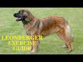 Leonberger Dog Exercise [Needs and Ideas]