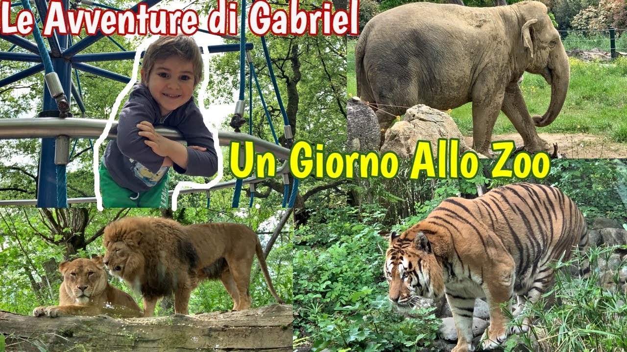 Gli Animali Del Mio Zoo Date Uscite 2021