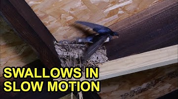 Swallows in Slow Motion