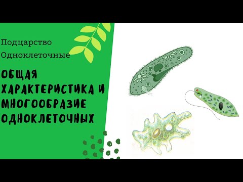 Общая характеристика и многообразие одноклеточных животных