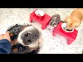 飼い主を亡くした老犬バーニーズがご飯を食べなくなって三日目