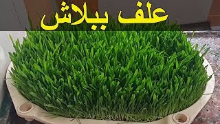 خطوات استنبات الشعير ( الشعير المستنبت)  لتغذية الدواجن بالتفصيل .. علف ببلاش