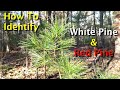 How to identify white pine  red pine trees