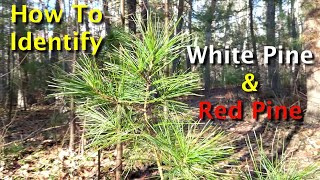 How To Identify White Pine & Red Pine Trees