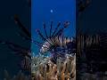 Makhluk Laut Misterius dan Berbahaya 🌊😱 #viral #faktaunik #hewanlaut #ikan #hiu