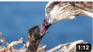 Port_Lincoln Osprey Live Stream