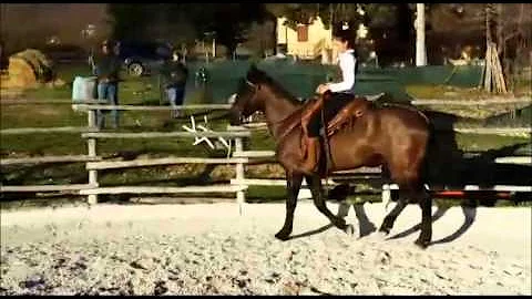Cosa si intende per altezza al garrese?