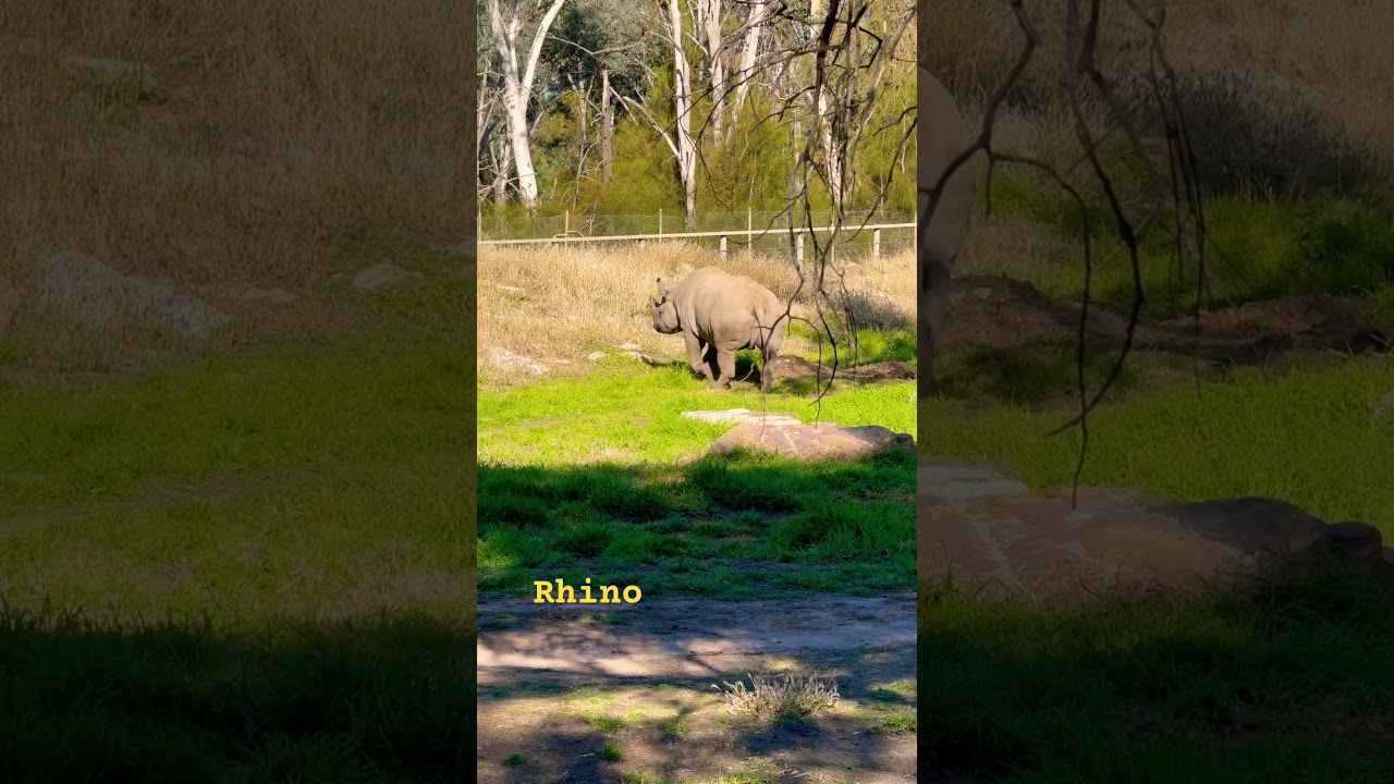 Rhino at Dubbo Zoo 