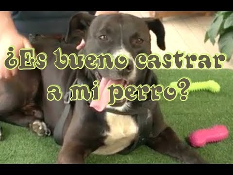 Wideo: Czy Qué Mi Perro… Busca Pelea Con Perritos Del Doble De Su Tamaño?