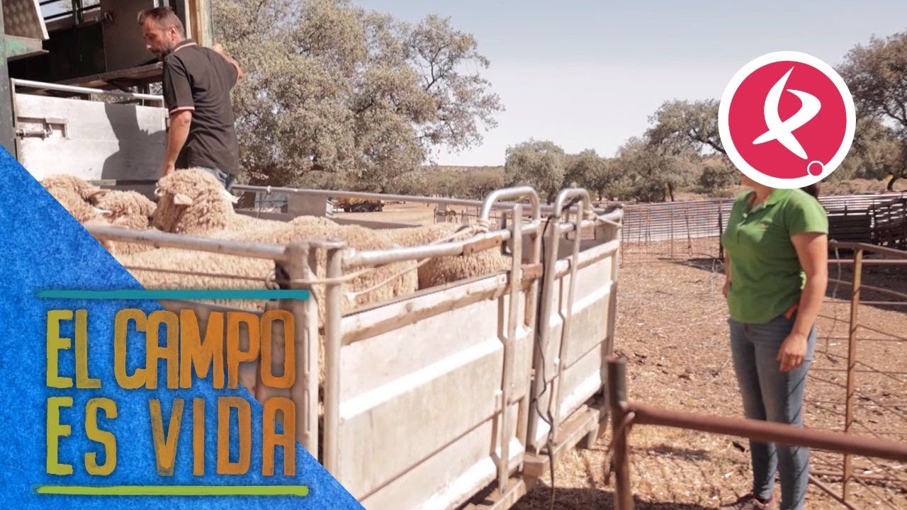 Las ovejas merinas elegidas para subastar parten hacia la feria ganadera | El campo es vida