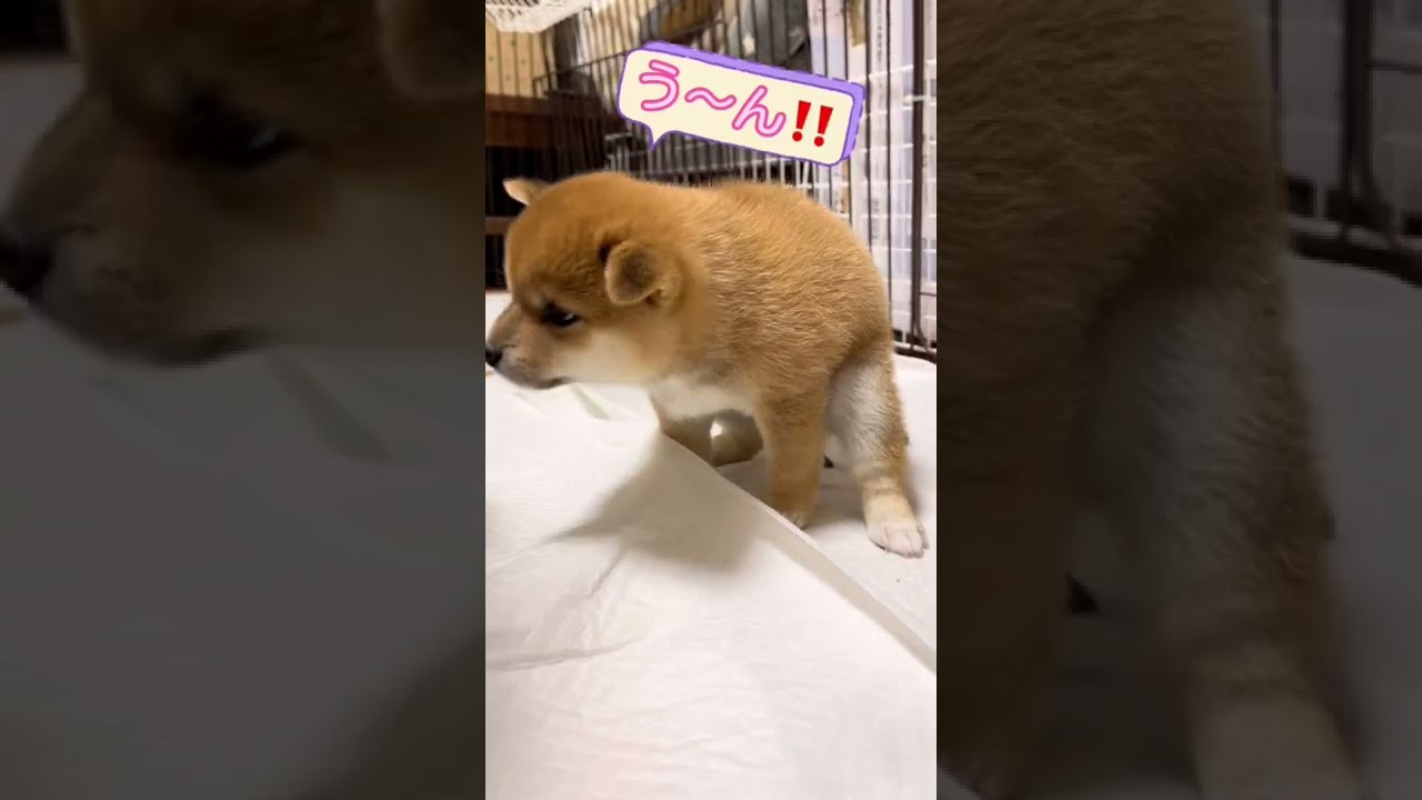 豆柴子犬 超貴重映像 かわいい声にもご注目 まめしば亭ブログvlog Shorts 動物 犬 猫 他色々 まとめ動画 豆柴子犬 超貴重映像 かわいい声にもご注目 まめしば亭ブログvlog Shorts 動物 犬 猫 他色々 まとめ動画