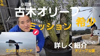 小豆島オリーブシンボルツリーの旅！希少古木オリーブを詳しく紹介しま