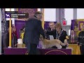 Dandie Dinmont Terriers | Breed Judging 2019 の動画、YouTube動画。