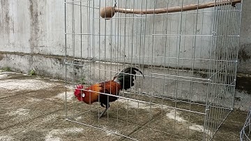 Gà mồi f2 cực sung cho ae , LH .0967673602