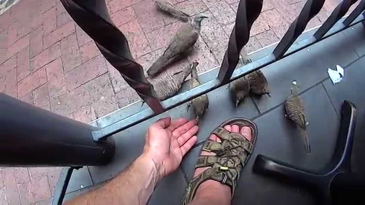 Zebra Dove Escapades - YouTube