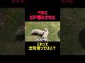 これって許されるんですか?#ペキニーズ#pekingese#犬のしつけ#犬のトレーニング#犬のいる生活#子犬のいる生活#犬好き#犬動画#dogtraining#doglife