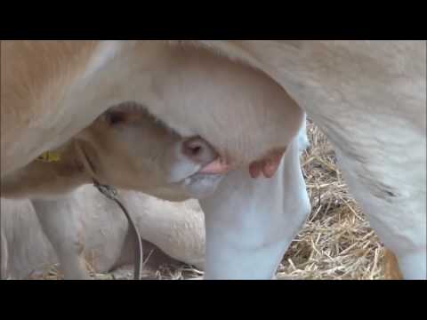 Video: Wie Man Das Euter Einer Kuh Kocht