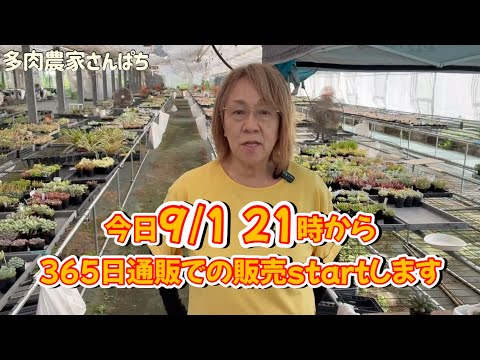 ⚠️本日のみセール　吉祥天　特大株　　60センチ弱 Succulents] [Online sales start 9/1 at 9 PM] Online store open 24