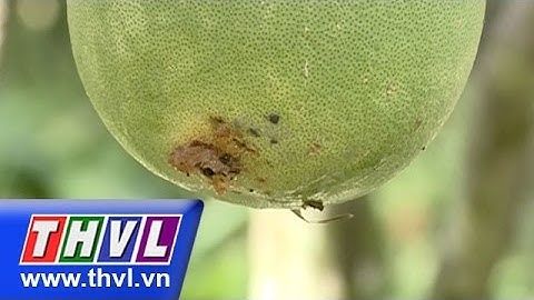 THVL l Nông nghiệp bền vững – Kỳ 2 tháng 12/2015: Quản lý sâu đục trái bưởi