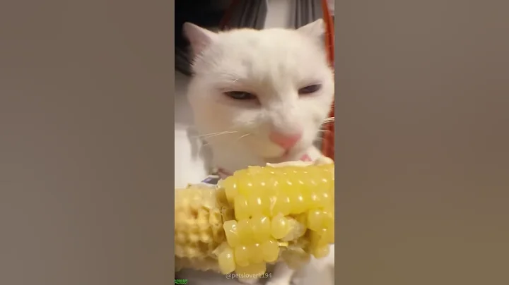 Video 11101831: cat kitten cute, scared cats funny, funny cats jumping scared, laugh funny cat