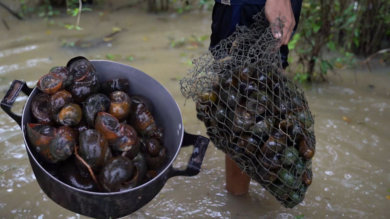 catching snail a lot of in the river and cooking food YouTube