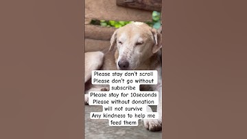 Donation link in bio #adoptstrays #adopteddog #rescuedog #fundraiser #rescue #puppy #pets