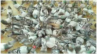 pigeon wild video wao amazing so real name Racing Homer #animalsnatural #animalsnature #subscribe by Animals World 39 views 2 years ago 30 seconds