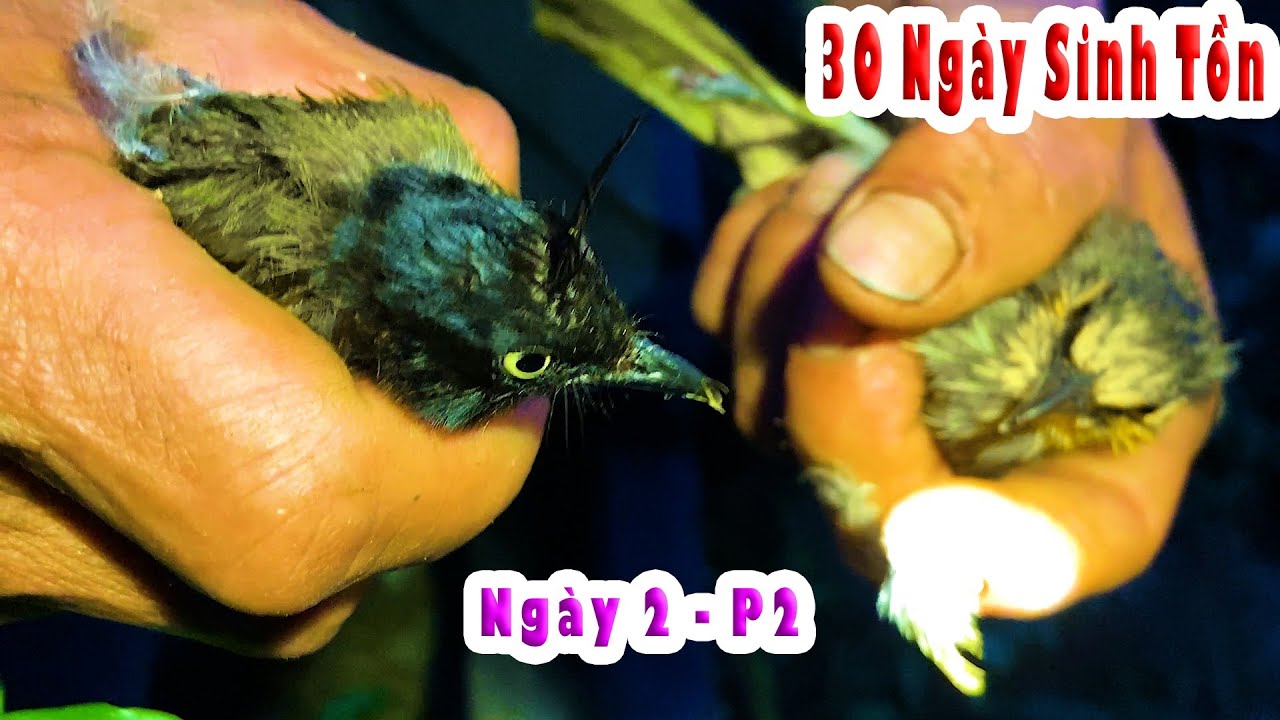 30 Ngày Sinh Tồn Trong Rừng Sâu P4 | Bẫy Chim Rừng - YouTube