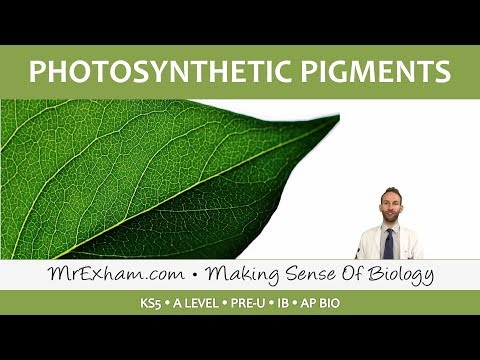 Photosynthesis - Photosynthetic Pigments - Post 16 Biology (A Level, Pre-U, IB, AP Bio)