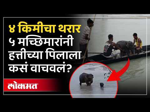 मच्छिमारांनी जीव धोक्यात घालून पिलाला वाचवलं, हत्तीचं पिल्लू आईला कसं बिलगलं? Bengal Jalpaiguri News