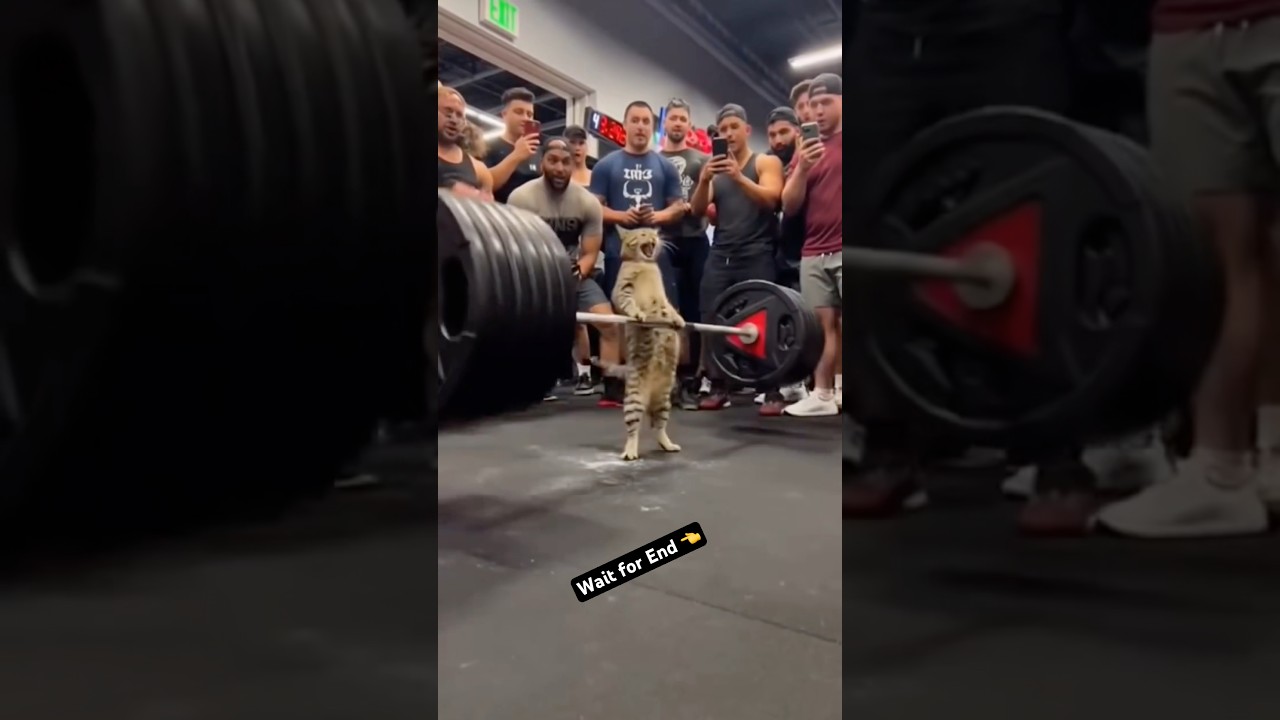 Socha Gym Bro Hai… Nikla CAT 😳🐾|