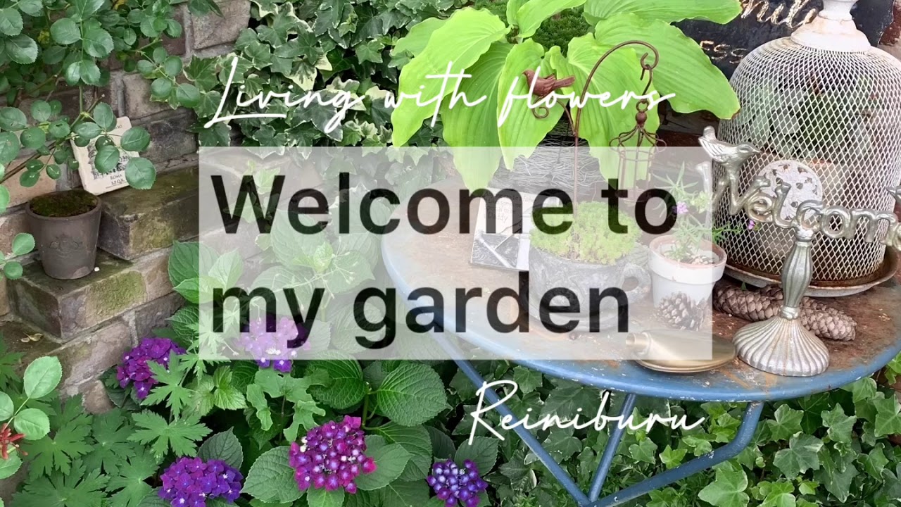 ガーデニング 6月下旬の庭から 小さな庭で咲いているオススメの宿根草や花苗の紹介 Gardening Youtube ガーデニング 6月下旬の庭から 小さな庭で咲いているオススメの宿根草や花苗の紹介 Gardening Youtube
