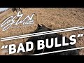 Bad bulls  behind the chutes 107