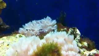 Xenia Elongata Pulsando