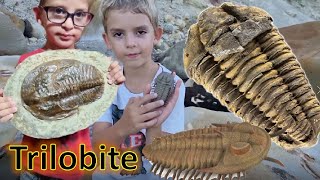 What is a Trilobite fossil?