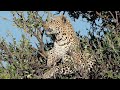 "The Big Five of Africa" - Amazing Wildlife Safari in Masai Mara, Kenya 2019 (4K-Video)