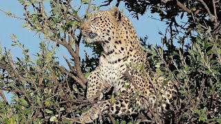 Die Fünf Grossen Von Afrika - Wildtier-Safari Im Masai Mara Nationalpark Kenia 2019 4K