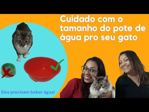 Vídeo: Saúde Do Trato Urinário Do Seu Gato