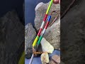 Century Old Electrician Live Wiring Technique #wireworks #shortvideo
