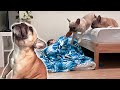 What Do My French Bulldogs Do When I Sleep On Their Bed | FUNNY SINGING REACTION 😲