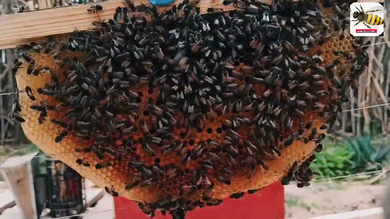 فحص خلية نحل في الشهر الثالث 2024 منطقة باردة