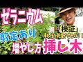 【ゼラニウム】剪定&増やし方（挿し木）〜挿し木は、一度乾燥させる？検証します〜ポット上げ（鉢上げ）まで行いました♫