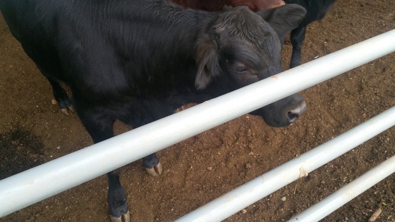 Crazy Cow I Like To Moo