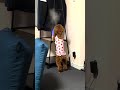 加湿器が気になる犬#shorts