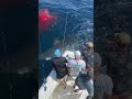 Great white shark encounter