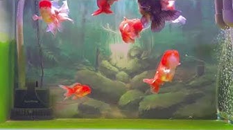 金魚 Youtube