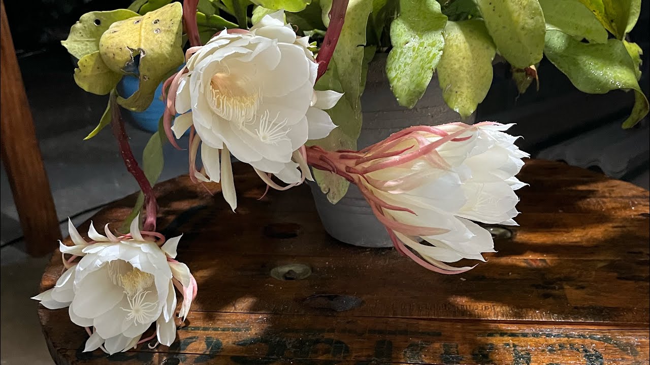 A beleza encantadora das flores da dama da noite 🥰